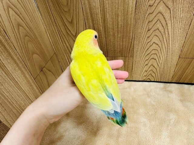 コザクラインコ（小桜インコ）