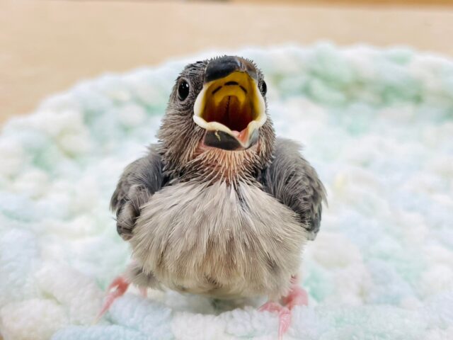 桜文鳥