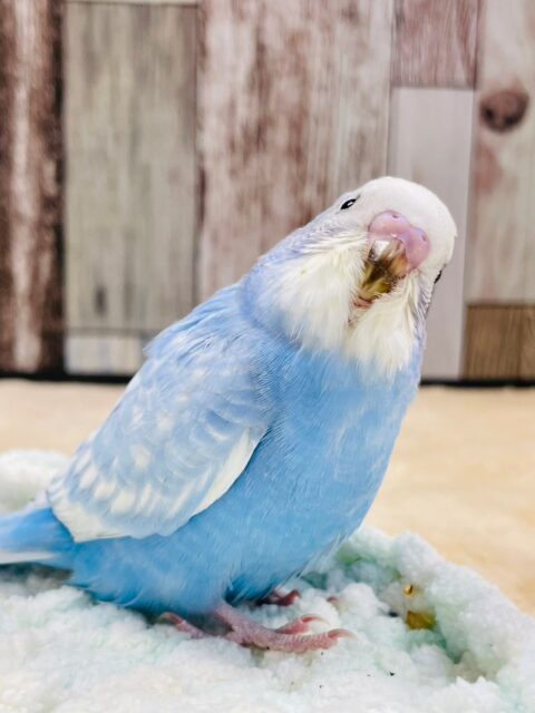 セキセイインコ