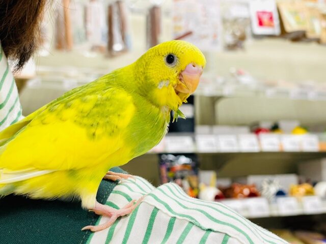 セキセイインコ