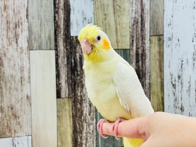 オカメインコ