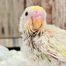将来が楽しみ✨セキセイインコ（クリーム）ヒナ
