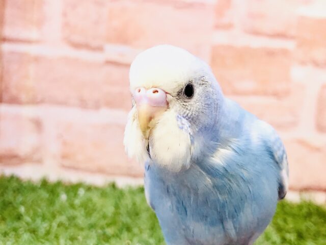 【最新画像更新☆☆】ごはんをください～🍚　セキセイインコ