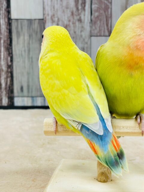 コザクラインコ（小桜インコ）