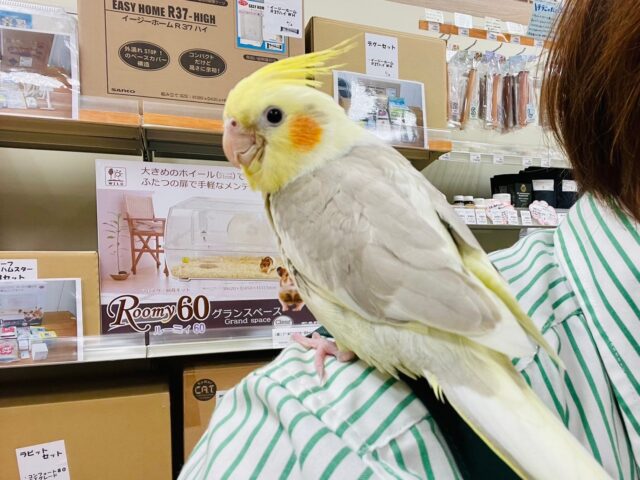 オカメインコ