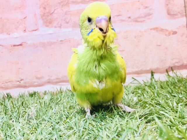 セキセイインコ