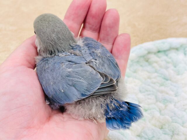 コザクラインコ（小桜インコ）