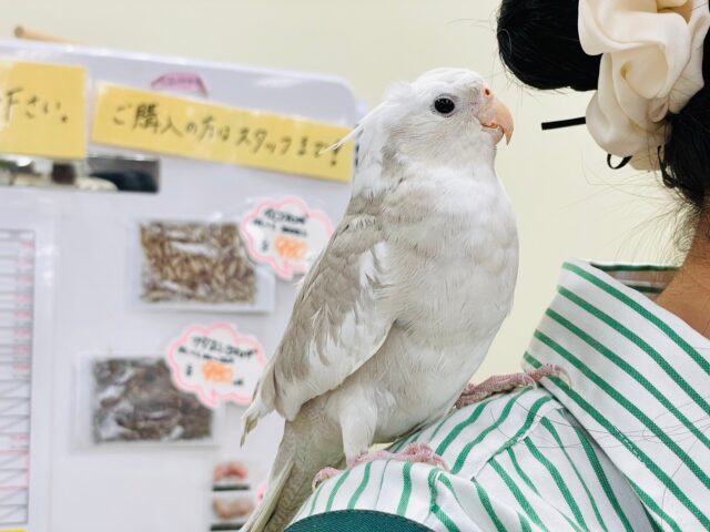 オカメインコ