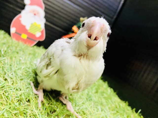 オカメインコ