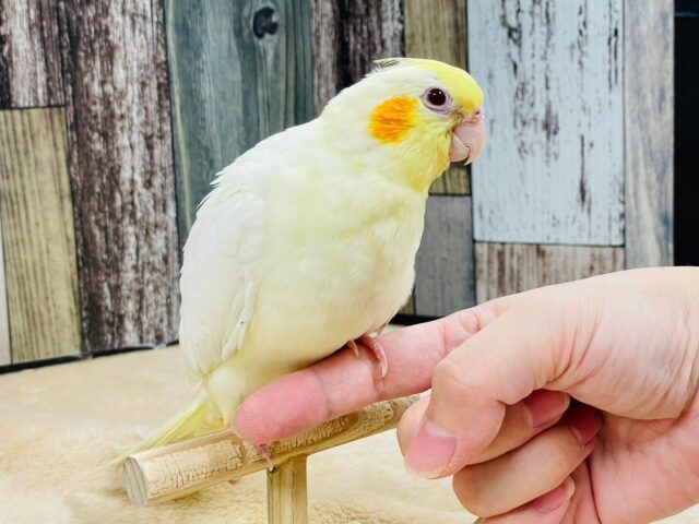 オカメインコ