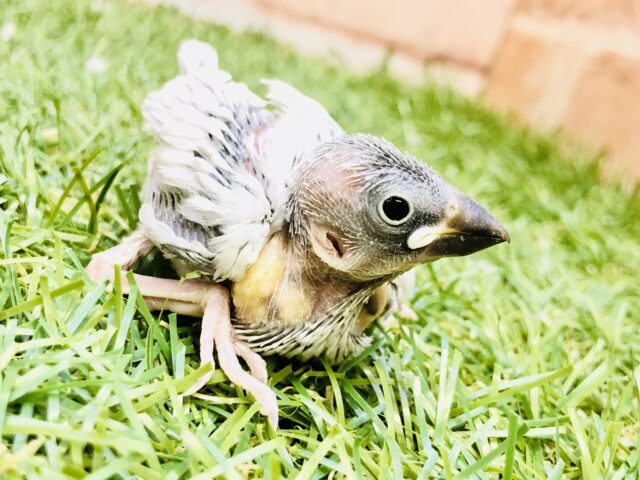 キラッと眩いカラー🌟　シルバー文鳥