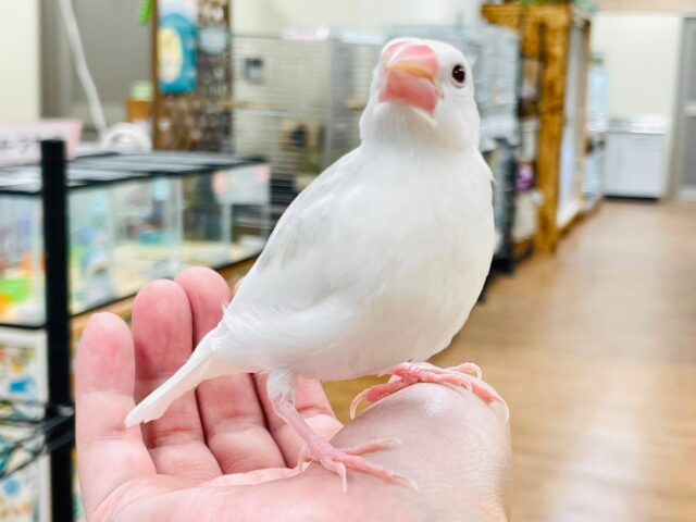 白文鳥