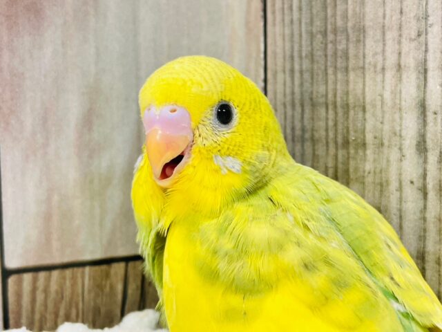 セキセイインコ