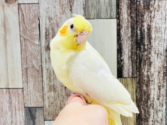 オカメインコ