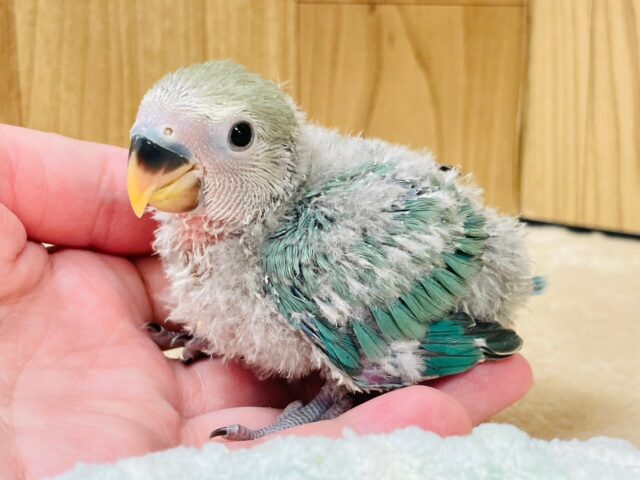 コザクラインコ（小桜インコ）