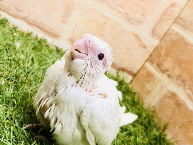 オカメインコ