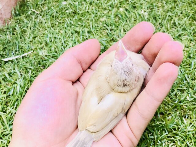 シナモン文鳥