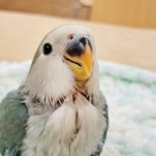 【最新画像更新🪄】てちてち歩くよ⭐︎コザクラインコ（ブルーチェリー）ヒ