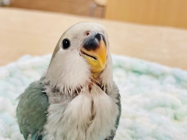 【最新画像更新🪄】てちてち歩くよ⭐︎コザクラインコ（ブルーチェリー）ヒ