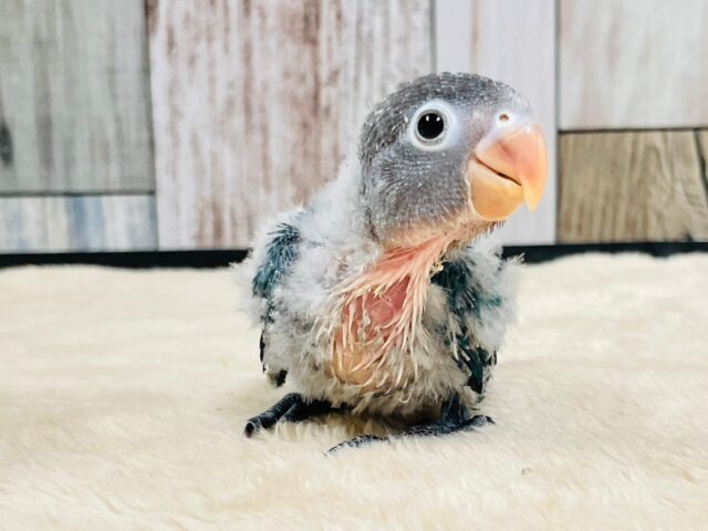 ブルーボタンインコ