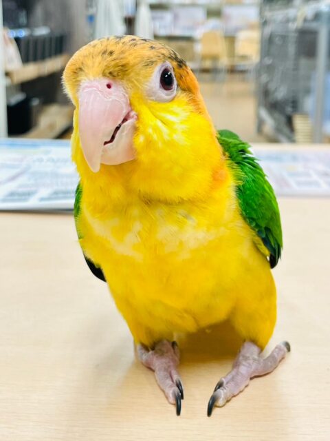 シロハラインコ