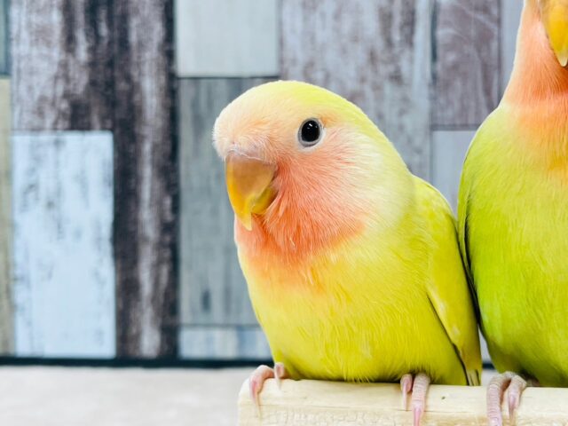 コザクラインコ（小桜インコ）