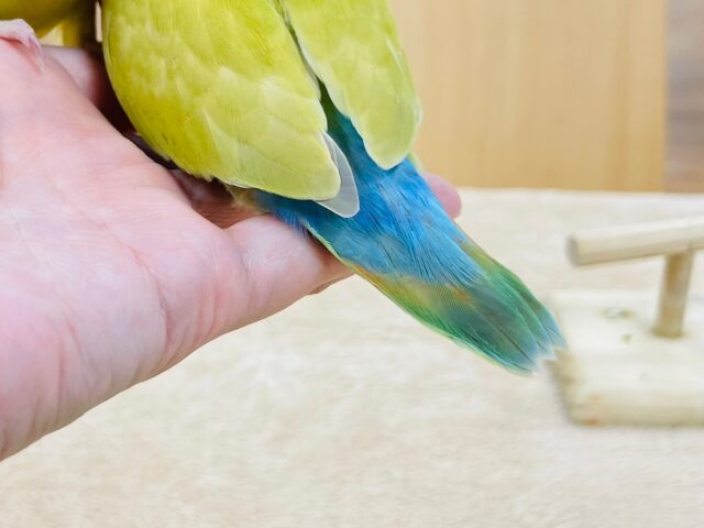 コザクラインコ（小桜インコ）