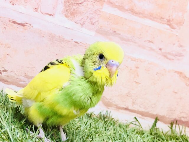 このカラーも魅力的♪♪　セキセイインコ