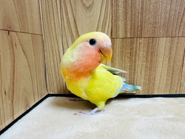 コザクラインコ（小桜インコ）