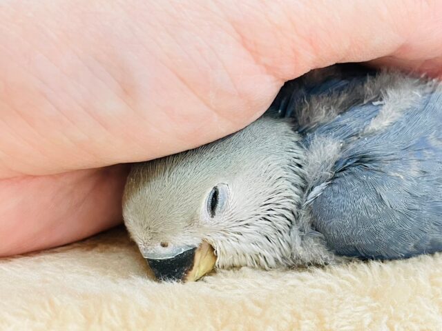 コザクラインコ（小桜インコ）