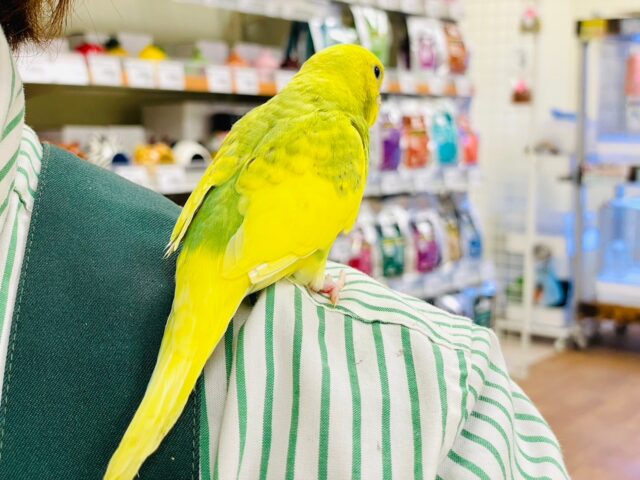 セキセイインコ