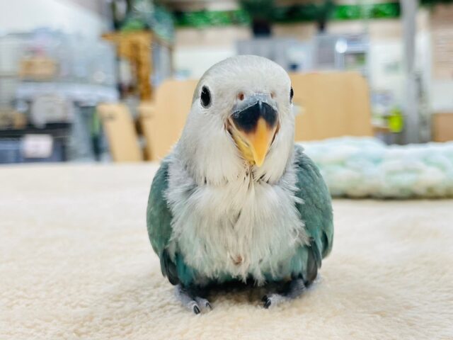 コザクラインコ（小桜インコ）