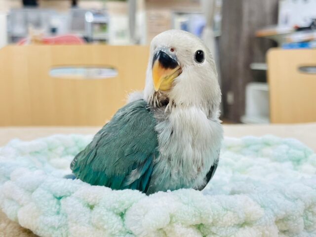 コザクラインコ（小桜インコ）