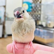 【最新画像更新🪄】いっぱい食べていっぱい眠るの〜💕桜文鳥　ヒナ