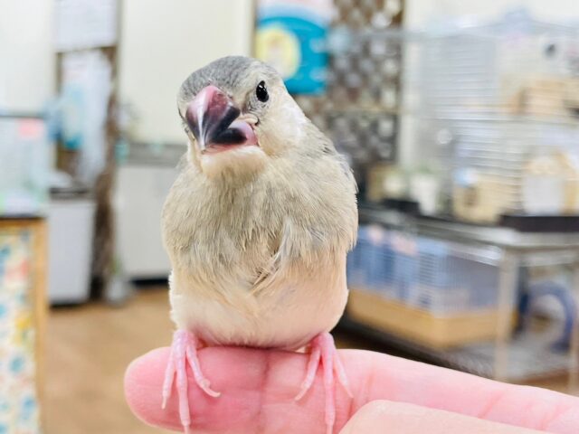 【最新画像更新🪄】いっぱい食べていっぱい眠るの〜💕桜文鳥　ヒナ