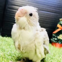 オカメなのにほっぺたがない！？　オカメインコ