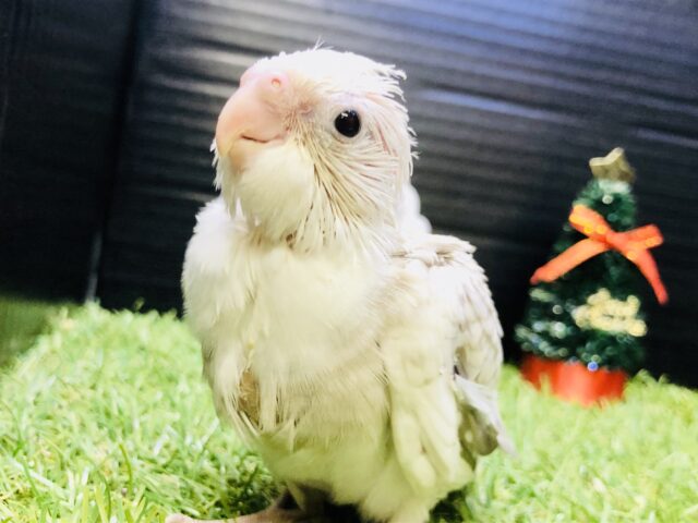 オカメなのにほっぺたがない！？　オカメインコ