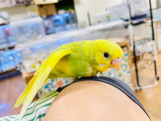 セキセイインコ