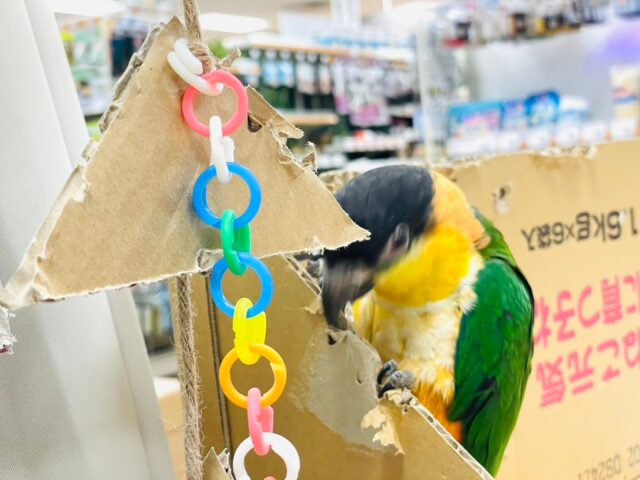 ズグロシロハラインコ