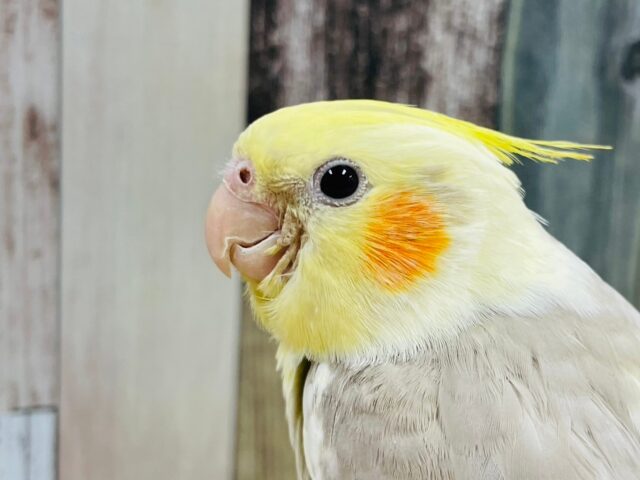 オカメインコ