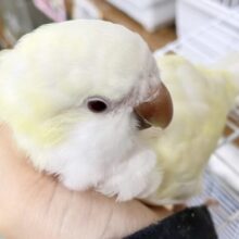 甘えん坊すぎる🥰　オキナインコ💛🤍クリーム