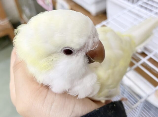 甘えん坊すぎる🥰　オキナインコ💛🤍クリーム