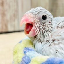 ちっちゃな怪獣がやってきた🦕❤︎マメルリハ（アメリカンホワイト）ヒナ