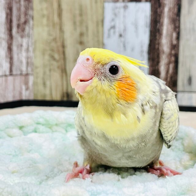 オカメインコ