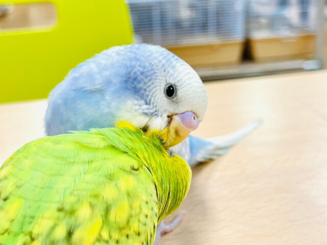 セキセイインコ