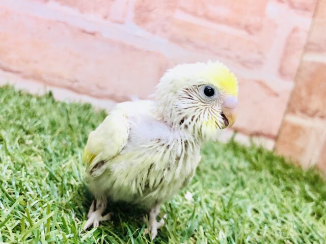 縁取り華やかに・・・・　セキセイインコ