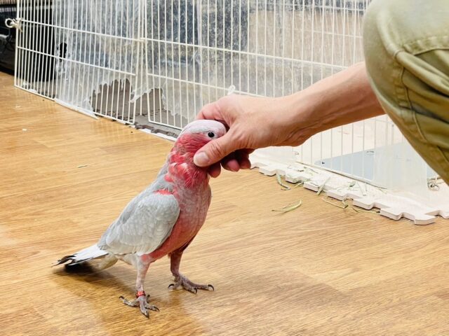 モモイロインコ