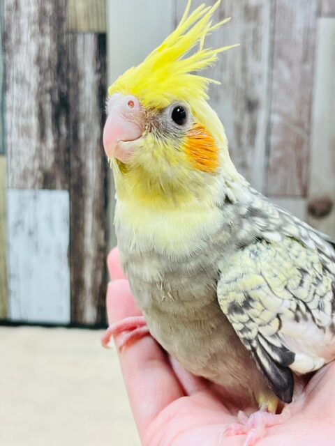 オカメインコ