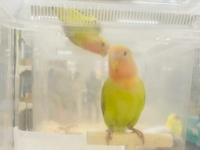 コザクラインコ（小桜インコ）