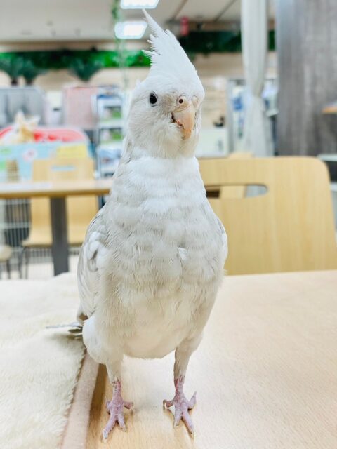 オカメインコ